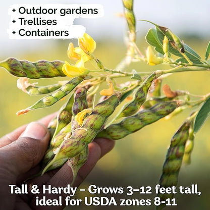 KVITER 30 Guandules Pigeon Peas Seeds for Planting (Cajanus Cajan) – a.k.a Gandules Goya, Gungo Peas, Congo Pea Non GMO & Organic – Heirloom Vegetable Seeds to Plant in Outdoor Garden & Trellises