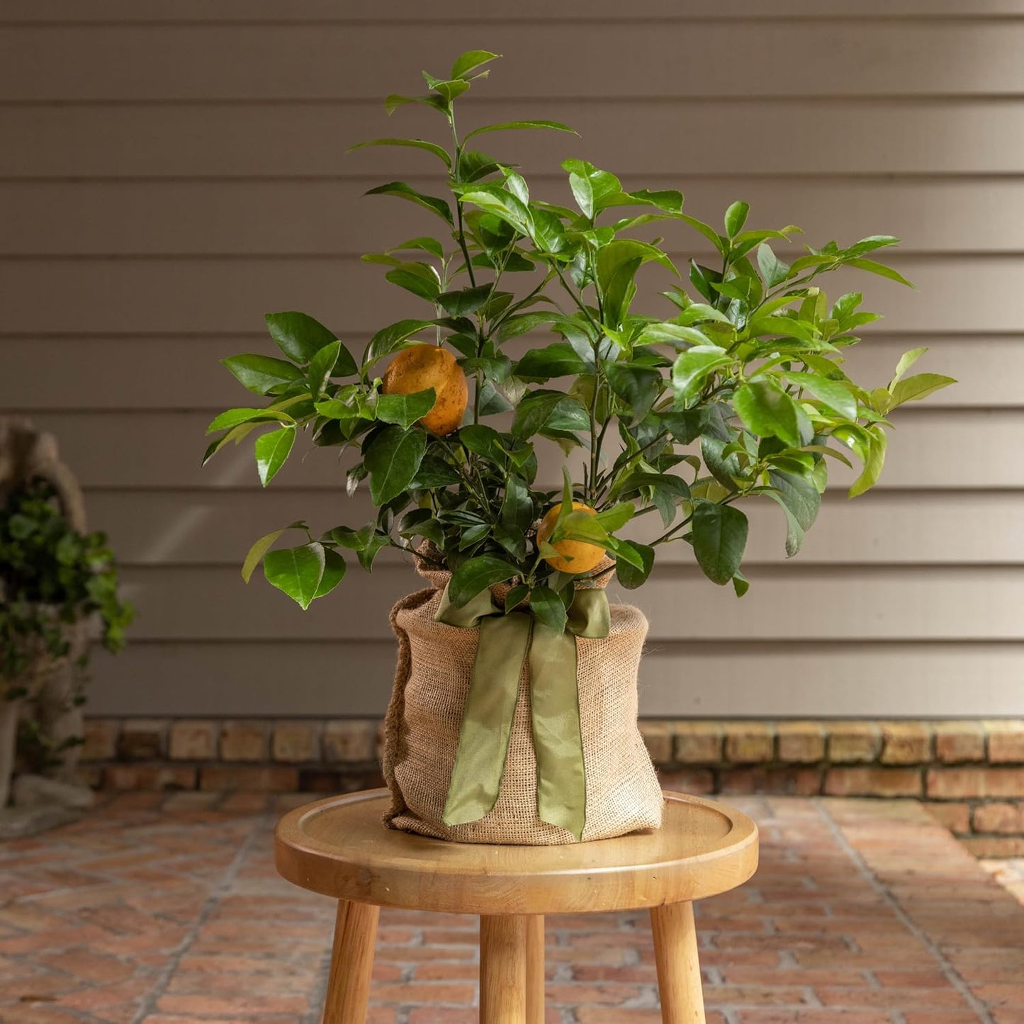Meyer Lemon Tree Sympathy Gift, Live Dwarf Fruit Tree That Bears Juicy Lemons, The Perfect Memorial Gift by The Magnolia Company, No Shipping to TX, LA, AZ, AL, CA
