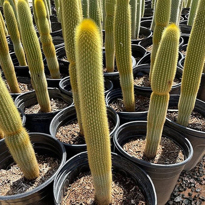 Cactus Outlet - Cactus Plants Live, Live Plants Indoor & Outdoor Use, Live Cactus, Golden Torch- Rare Large Live Cactus - Landscape Ready Large Cactus Plant Live Delivered Right to Your Door