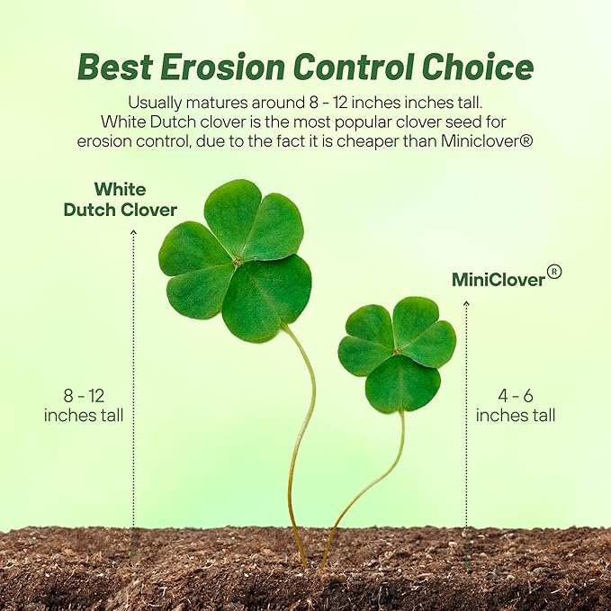 Outsidepride Perennial White Dutch Clover Seed - 40 lbs. Nitrocoated, Inoculated Clover Seeds for Lawn Alternative, Erosion Control, Food Plots, Ground Cover, & Pasture Mixtures in USDA Zones 3-10