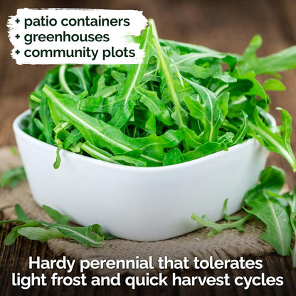 KVITER 2500 Roquette Arugula Seeds (Diplotaxis tenuifolia) - Arugula Fresh Organic & Non GMO Perennial Seed, Wild/Wall Rocket - Heirloom Herb Seeds for Planting in Outdoor & Indoor Garden