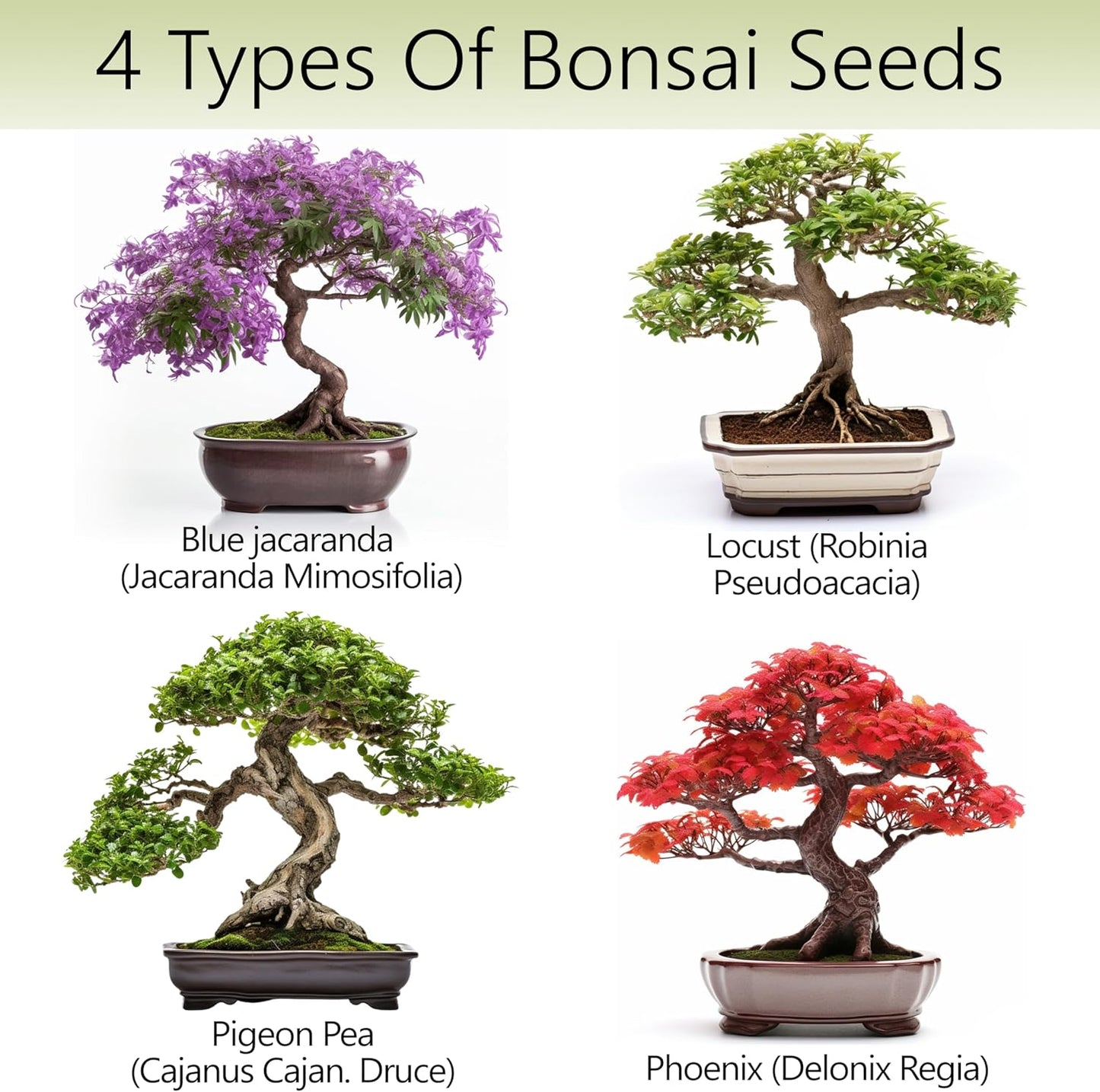 Avergo Bonsai Tree Kit – 4X Unique Japanese Bonzai Trees | Complete Indoor Starter Kit for Growing Bonsai Plants with Tools & Planters – Gardening Gifts for Women & Men