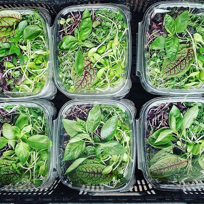 Active Grow 4FT T5 HO LED Grow Light – 8×25W Full Spectrum Panel, High CRI 95, Daisy-Chainable – Ideal Grow Light for Indoor Plants, Veg & Bloom, T5 Grow Lights Fixture