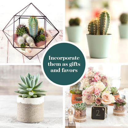 Shop Succulents Premium Live Mini Cactus and Succulent Plants in 2" Pots, Easy Care Indoor or Outdoor Gardening, Terrariums, Favors, & Contemporary Spaces with Hardy, Resilient Varieties, Pack of 32