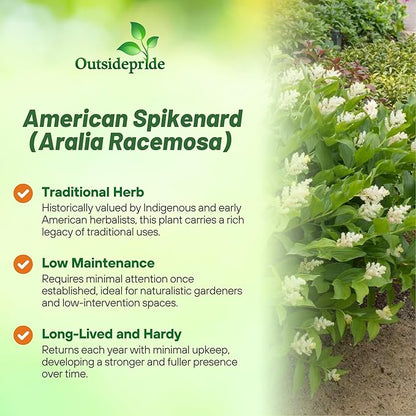 Outsidepride American Spikenard Seeds - 250 Pcs. Perennial, Hardy, Versatile & Pollinator Friendly, Herb Seeds for Planting Aromatic Foliage with Showy White Blooms for Wildlife Gardens & Easy Growth