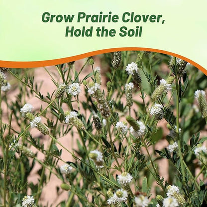 Outsidepride White Prairie Clover Seeds - 1000 Pcs Perennial Seeds for Planting, Easy to Grow, Drought & Heat Tolerant, High Protein Forage for Livestock, Ideal for Meadow Gardens, & Xeriscaping