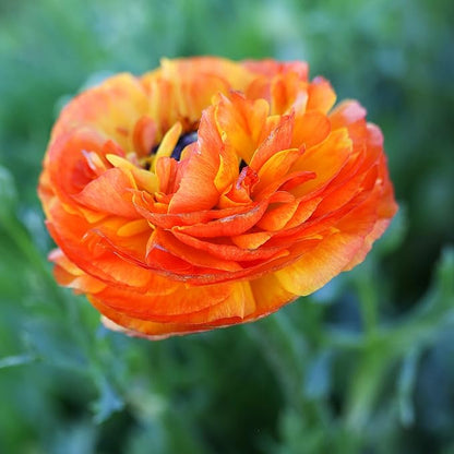 Easy to Grow Ranunculus Tecolote Picotee Mix 10 Plant Bulbs - Beautiful Bicolor Picotee Flowers in Spring, Full Sun Outdoor Zones 8-10 Mediterranean, Carlsbad Flower Fields