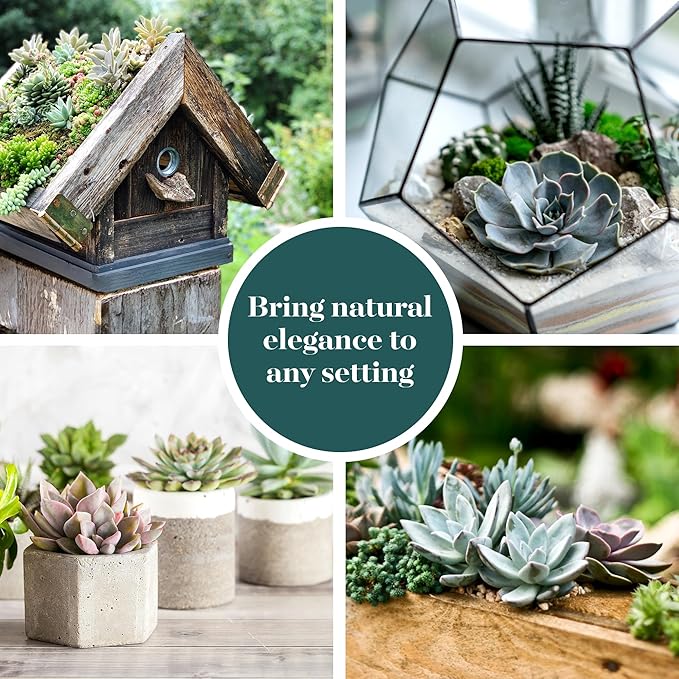 Shop Succulents Rosette Succulent Plant Pack Bulk Collection - Live Mini Succulent Plants, Low Maintenance, Floral Shaped Mix of Colors & Textures - Wedding and Party Favors, Gift & Garden, Pack of 16