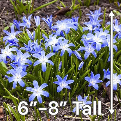 Glory of The Snow Flower Bulbs – 15 Chionodoxa Bulbs | Purple, Blue & White Star-Shaped Blooms | Early Spring Perennials for Fall Planting | Easy to Grow – Zones 3–8 – Great Garden Gift