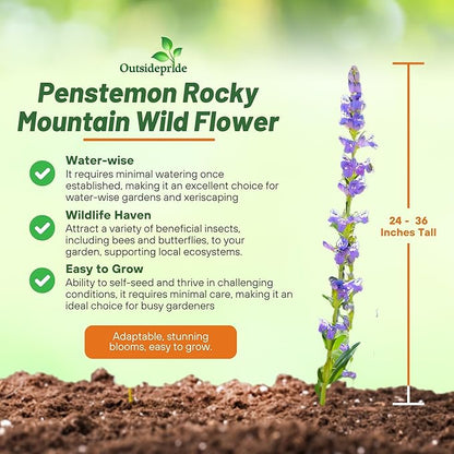 Outsidepride Penstemon Seeds - 1/4 Lb. Perennial, Drought-Tolerant & Pollinator Friendly, Strictus Rocky Mountain Wildflower Seeds for Planting with Vibrant Blue-Violet Blooms, Ideal for Xeriscaping