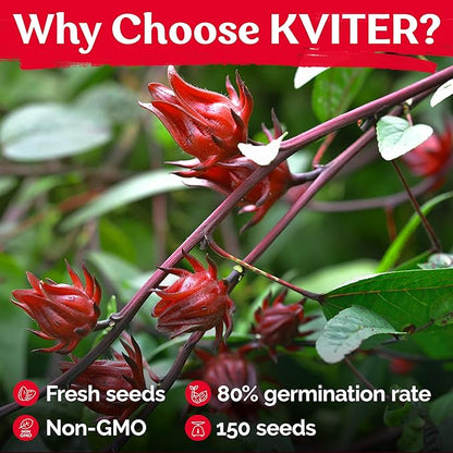 KVITER 150 Roselle Seeds for Planting (Hibiscus Sabdariffa) – Jamaican Sorrel/Cranberry Hibisco Seeds/Gongura Seed/Sour Leaf Seed – Perfect for Hibiscus Tea Organic, Outdoor & Indoor Garden