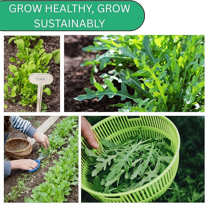 Woods Creek Seeds: Arugula Astro Seeds for Planting - Over 1,300 Heirloom, Non-GMO Arugula Seeds for Planting - Fast-Growing Astro Seed Pack for Gardening Indoors or Outdoors - Ideal for Green Salad