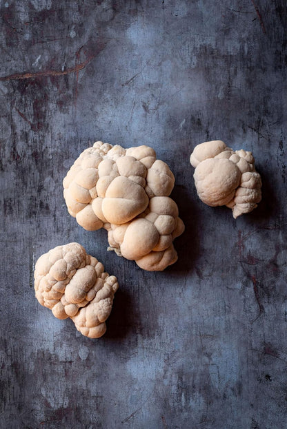 Lion's Mane Mushroom Grow Kit | USDA Certified Organic | Grow Your Own Delicious Gourmet Mushrooms at Home