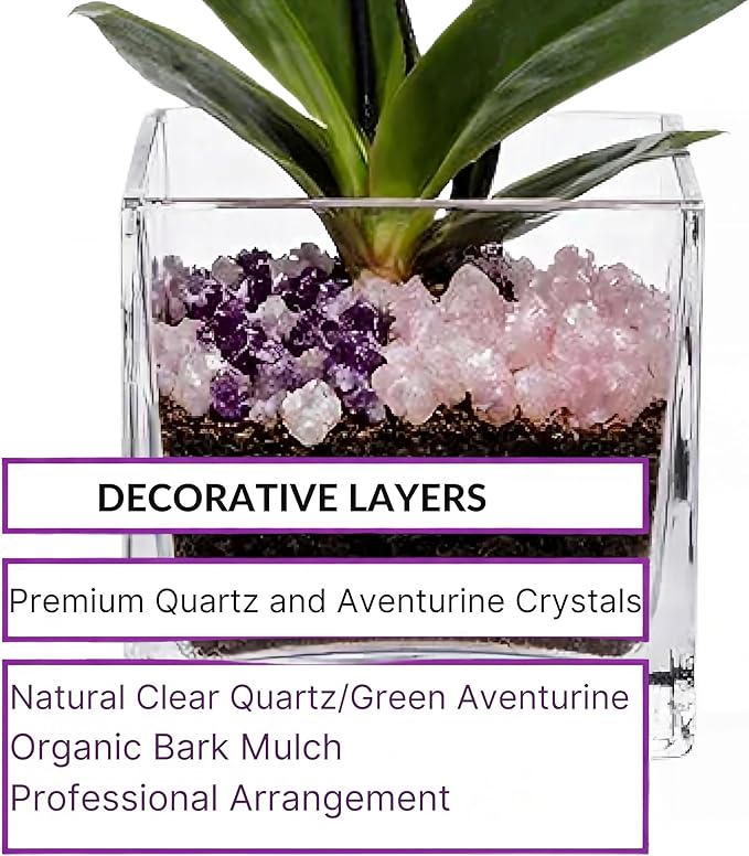 Premium Pink Phalaenopsis Orchid Plant - Live Double Stem with Rose Quartz and Amethyst Crystal - Indoor Flowering Houseplant Gift - Perfect for Birthday Anniversary