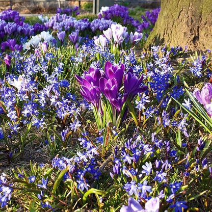 Amazing Rock Garden Flower Collection- 55 Bulbs - Featuring 4 Varieties of Flowers - Beautiful Mix of Pinks, Purples, Whites and Blues - Attracts Butterflies, Bees & Hummingbirds