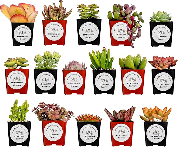 Live Succulents Plants Mystery Pack - Variety of Well Rooted Plants in 2 Inch Pots - Real, Small, Assorted Houseplants for Indoor, DIY, Home Decor, Wedding, or Birthday Gifts (16 Pack)