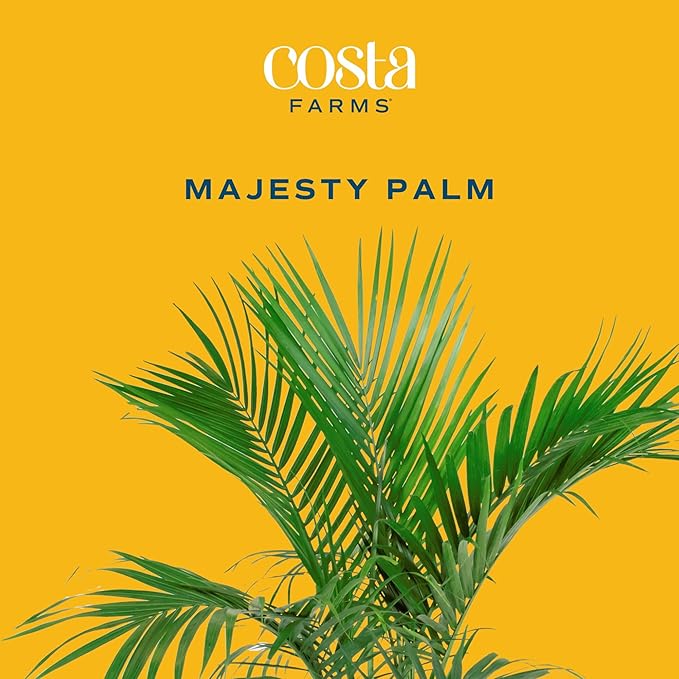Costa Farms Majesty Palm Live Plant, Indoor or Outdoor Palm Tree in 10-Inch Houseplant Pot, Patio, Balcony, Office & Room Decor, 3-4 Feet Tall