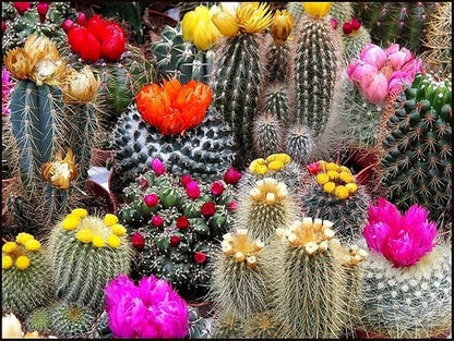 Cactus Exotic Mix Seeds – Unique & Colorful Cacti Varieties | Perennial | Drought-Tolerant & Easy to Grow | Indoor & Outdoor