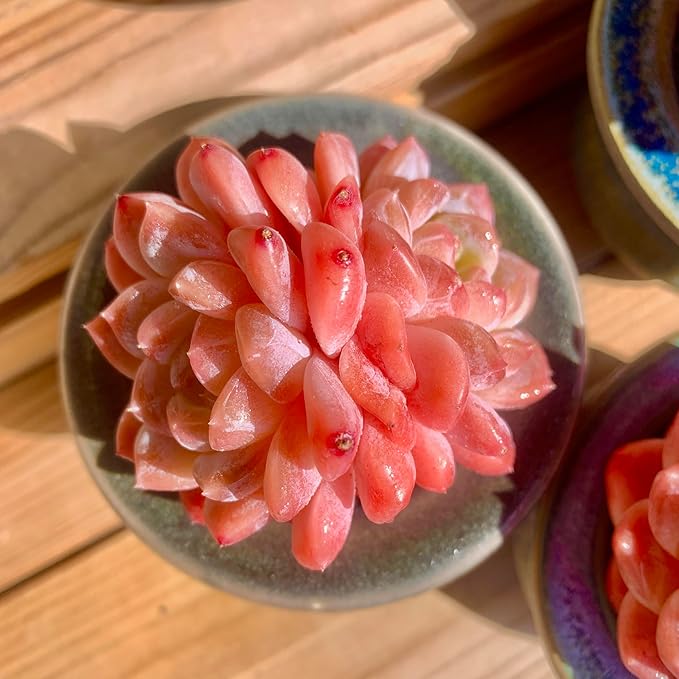 FWPP Live Succulents Plants Echeveria Ruby 2.5 inches,Rare red Succulents Bare Root Without Pot Soil, Live Plants Indoor Office Decoration Wedding and Gift