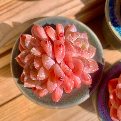 FWPP Live Succulents Plants Echeveria Ruby 2.5 inches,Rare red Succulents Bare Root Without Pot Soil, Live Plants Indoor Office Decoration Wedding and Gift