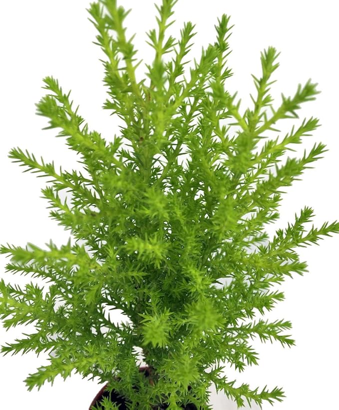 Lemon Scented Goldcrest Cypress Tree - Indoors/Out/FairyGarden - 2.5" Pot