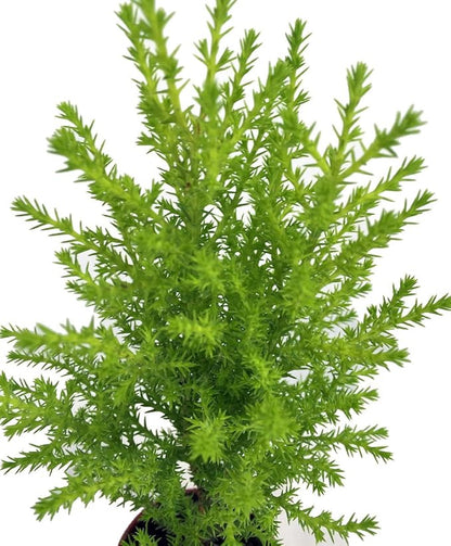 Lemon Scented Goldcrest Cypress Tree - Indoors/Out/FairyGarden - 2.5" Pot