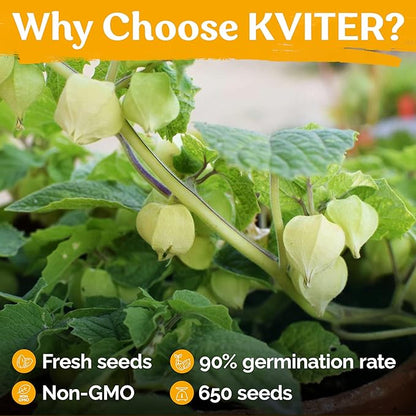 KVITER 650 Aunt Molly Ground Cherry Seeds for Planting (Physalis pruinosa) – Non GMO & Heirloom Pineapple Ground Husk Cherry Tomatoes, Organic Fruit Seeds – Tropical Flavor Berries