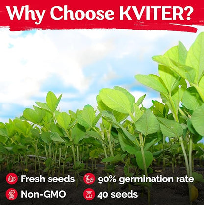 KVITER 40 Soy Bean Midori Giant Edamame Seeds (Glycine max) - Green Soybean, Soy Beans Organic Non GMO Variety, Sweet Nutty Flavor - Heirloom Vegetable Seeds for Planting Outdoors in Home Garden