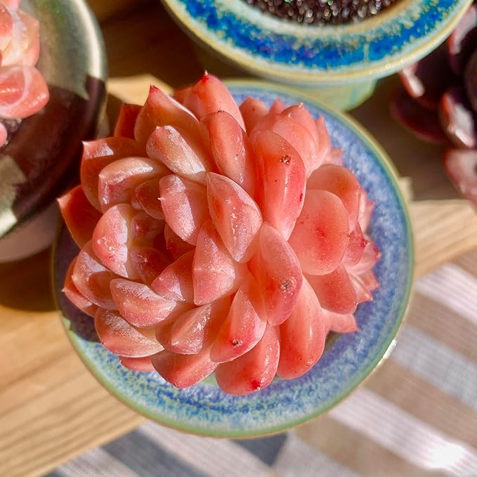 FWPP Live Succulents Plants Echeveria Ruby 2.5 inches,Rare red Succulents Bare Root Without Pot Soil, Live Plants Indoor Office Decoration Wedding and Gift