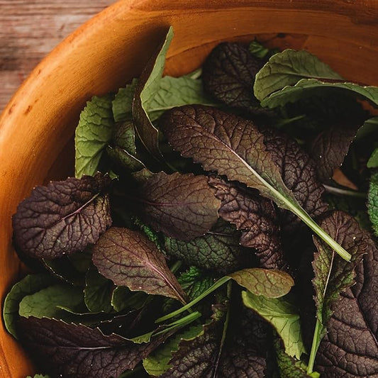 Red Giant Mustard - 500 Seeds - Japanese Heirloom, Great for Containers, Non-GMO Purple Mustard Seeds for Planting, Grow Your Own Salad Greens Indoors or Outdoors, Thresh Seed Company