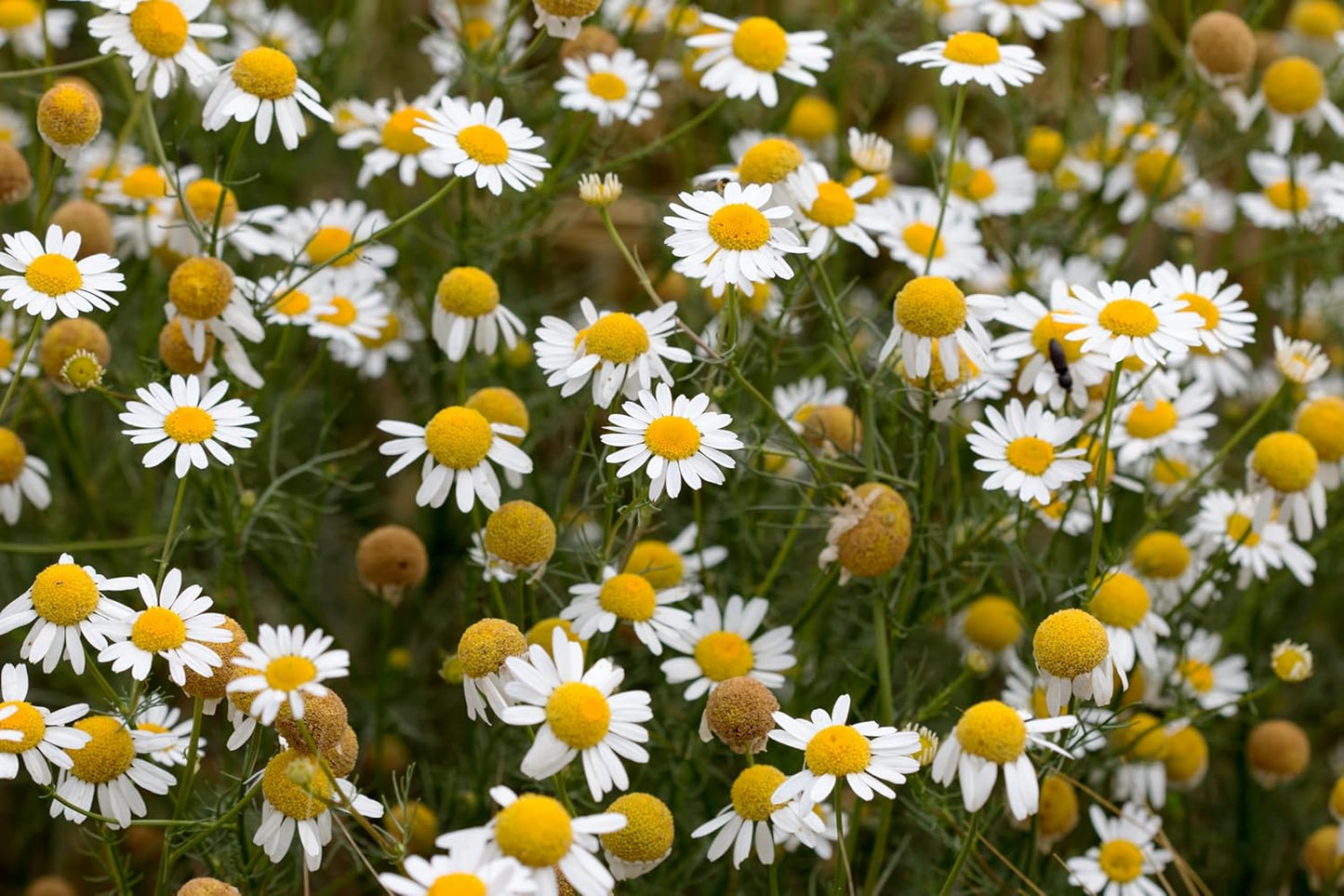Organic German Chamomile (Matricaria recutita), 1000 Seeds (0.1 Grams) - Flowering Herb for a Variety of Uses by Smoke Camp Crafts
