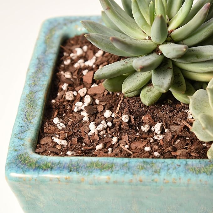 Succulent & Cactus Soil Mix by Perfect Plants (8QTS)