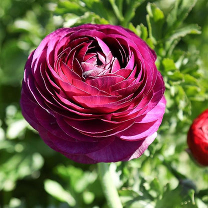 Easy to Grow Ranunculus Tecolote Merlot 10 Plant Bulbs - Purple & White Flowers in Spring, Full Sun Outdoor Zones 8-10, Mediterranean Carlsbad Flower Fields