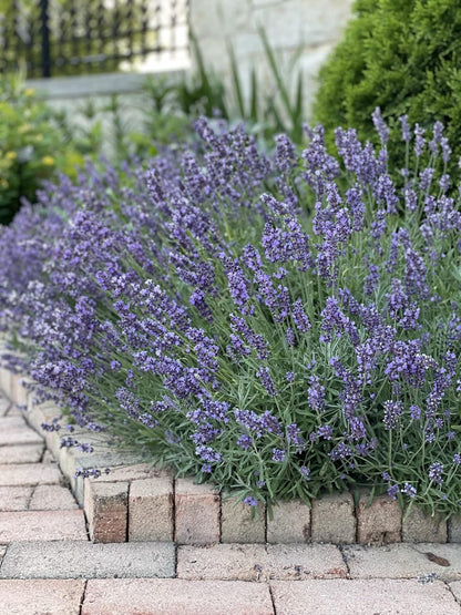 Sereniseed Certified Organic Herbal Tea Seed Collection (10-Pack) – 100% Non GMO, Open Pollinated – Grow Guide