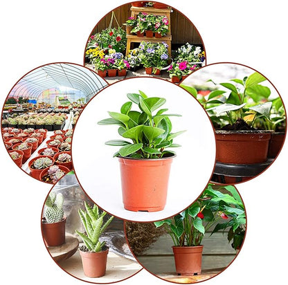 Augshy 130 Packs 6 Inches Plastic Plant Nursery Pots, Seed Starting Pot Flower Container for Succulents, Seedlings, Cuttings, Transplanting, Planter Home Docer.