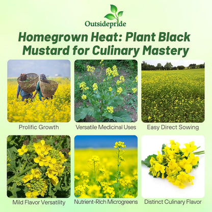 Outsidepride Black Mustard Seeds - 5000 Pcs Nutrient-Rich, Flavorful Annual Microgreen Seeds for Planting, Easy-to-Grow, Ideal for Indoor & Outdoor Cultivation, Soil & Hydroponic Systems