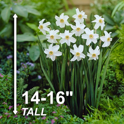 Garden State Bulb Narcissus Poeticus Pheasant's Eye Daffodil Flower Bulbs, 14/16cm, Fall Planting (Bag of 100)