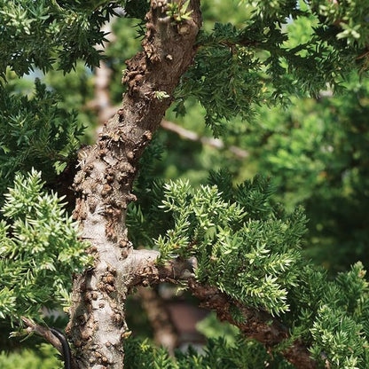 Brussel's Bonsai Live Green Mound Juniper Bonsai Tree - Medium, 5 Year, 6 to 10 Inches - Outdoor Bonsai Tree Live with Water Bonsai Pot (Not Sold in California)