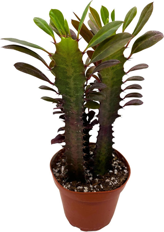 BubbleBlooms Red African Milk Tree, Euphorbia trigona 4 inch Pot, Red Cathedral Cactus Milktree
