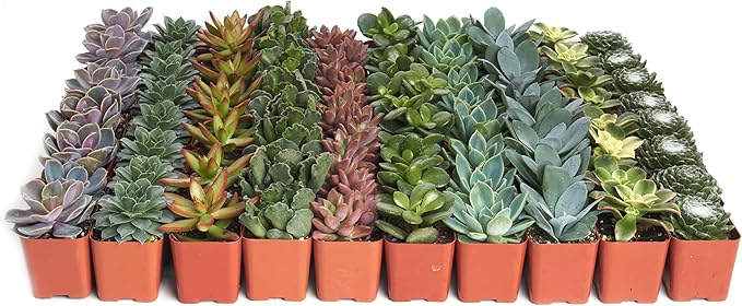 Shop Succulents Assorted Succulent Plant Pack Bulk Collection - Live Mini Succulent Plants, Low Maintenance, Mixture of Colors & Textures - Wedding and Party Favors, Gift & Garden, Pack of 32