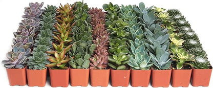 Shop Succulents Assorted Succulent Plant Pack Bulk Collection - Live Mini Succulent Plants, Low Maintenance, Mixture of Colors & Textures - Wedding and Party Favors, Gift & Garden, Pack of 40