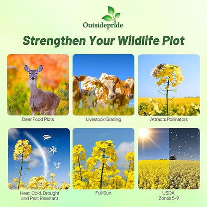 Outsidepride Trophy Forage Rape Seed - 10 Lbs Heat, Cold & Drought-Tolerant Brassica Food Plot Seed, Ideal for for Deer & Livestock Grazing, Fall Planting, Soil Improvement, & Erosion Control