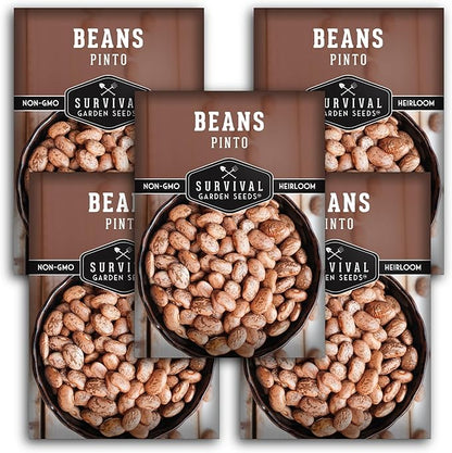 Pinto Bean Seeds for Planting - 5 Packets with Instructions for Growing Mottled/Peruano Beans in The Home Vegetable Garden - Non-GMO Open-Pollinated Heirloom & Untreated - Survival Garden Seeds