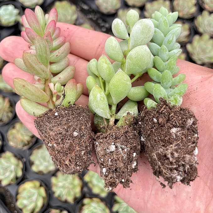 6 Pack Succulent Plants with Root and Soil, Easy to Grow (Assorted Varieties Without Pots)