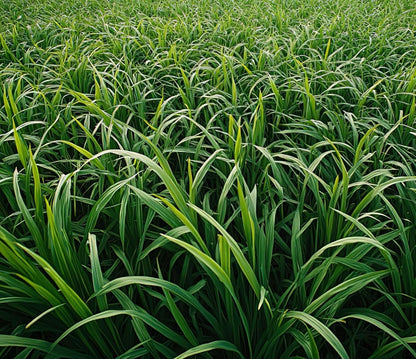 Rye Cover Crop Seeds - Non-GMO Rye Grain (20 Pound Bag) - Winter Rye Seeds