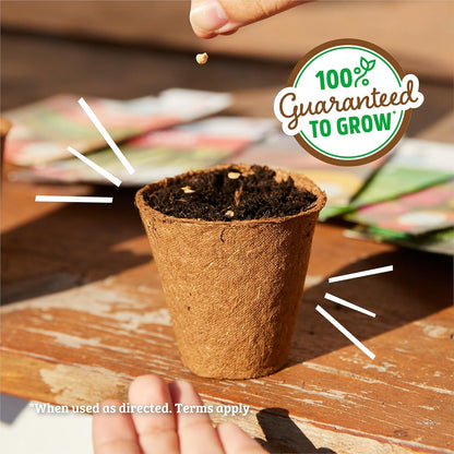 Back to the Roots 100% Organic Seed Packets Cilantro 'Slow Bolting' (Pack of 2)