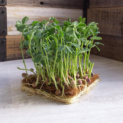 Arivka Pea Seeds - 25 Lb Bulk ~57,600 Seeds - Non-GMO Green Pea Seed - Microgreens & Farm, Garden Cover Crop - AKA: Arivka Field