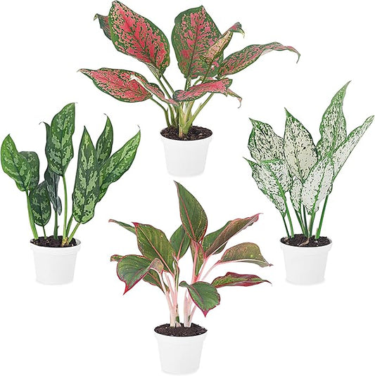 Aglaonema Live Plant Collection (4-Pack) - Chinese Evergreen Plants in 2-Inch Pots | Easy-Care Indoor Houseplants | Perfect for Low Light, Office Decor, and Air Purification