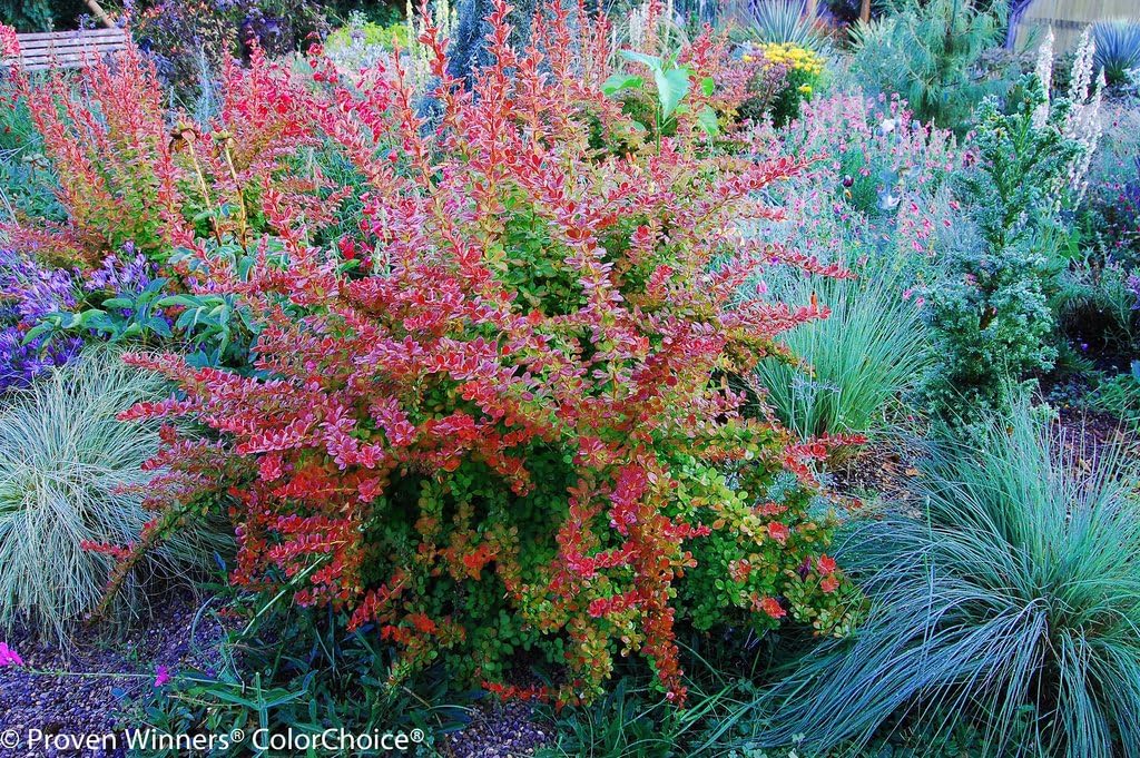 SUNJOY® Tangelo™ Berberis thunbergii- Proven Winners - 4" Pot