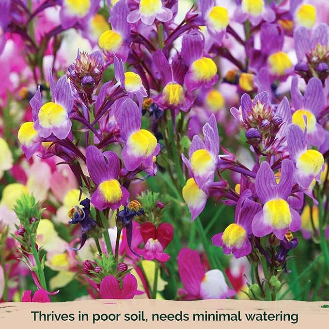 KVITER 5,500 Fairy Bouquet Mix Snapdragon Seeds for Planting (Linaria Maroccana) – Known as Toadflax, Heirloom & Organic – Flower Seeds to Plant Outside & Inside – Garden, Containers, Borders, Beds